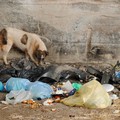 Report rifiuti e pulizia del 15 gennaio
