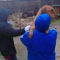 Associazioni animaliste a lavoro per salvare i cani del Dogs's Hostel di Trani