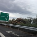 autostrada alberi 7