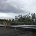 autostrada alberi 8