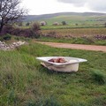 Puledro sgozzato in una vasca da bagno ai piedi di Castel del Monte