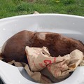 Puledro sgozzato in una vasca da bagno ai piedi di Castel del Monte