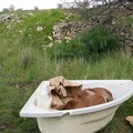 Puledro sgozzato in una vasca da bagno ai piedi di Castel del Monte