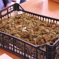 Sequestro di droga: 600 piante, 5 chili di marijuana ed una villa