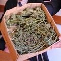 Sequestro di droga: 600 piante, 5 chili di marijuana ed una villa