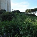 Castel del Monte: fontana ed erba preda d'incuria