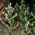 Coltivazione di "Cannabis" in un terreno rurale: arrestato un 32enne