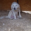 Le foto scattate dai volontari nel canile Dogs's Hostel di Trani