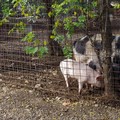 Le foto scattate dai volontari nel canile Dogs's Hostel di Trani