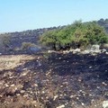 Bruciano 400 ettari di terreno al confine tra Minervino ed Andria