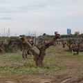 Strada "Andria - Trani": il 1 gennaio 2016 il viaggio inaugurale