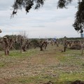 Strada "Andria - Trani": il 1 gennaio 2016 il viaggio inaugurale