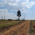 Albero finto per stazione radio base mascherata