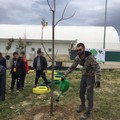 Festa dell'albero Andria Legambiente e Comune