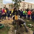 Festa dell'albero Andria Legambiente e Comune