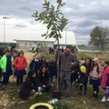 Festa dell'albero Andria Legambiente e Comune