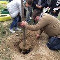 Festa dell'albero Andria Legambiente e Comune