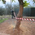 Albero abbattuto via dei Condottieri Montegrosso