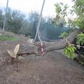 Albero abbattuto via dei Condottieri Montegrosso