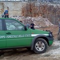 Cava agro di Minervino, Forestali