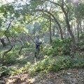 Sequestro Bosco Corpo Forestale dello Stato