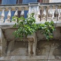 Palazzo Ducale di Andria, albero di fico