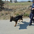 Scomparsa Vassalli, al lavoro i cani molecolari della Polizia