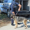 Scomparsa Vassalli, al lavoro i cani molecolari della Polizia