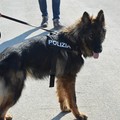 Scomparsa Vassalli, al lavoro i cani molecolari della Polizia