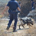 Scomparsa Vassalli, al lavoro i cani molecolari della Polizia