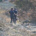 Scomparsa Vassalli, al lavoro i cani molecolari della Polizia