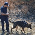 Scomparsa Vassalli, al lavoro i cani molecolari della Polizia