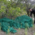 Furti di olive a Ruvo di Puglia