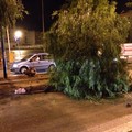 Auto contro albero