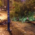 Auto contro albero
