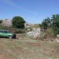 Cava agro di Minervino, Forestali