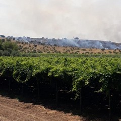 Oltre 350 ettari di pascolo e semi arborato in fumo