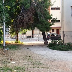 Cade grosso ramo di albero in via Luciani, al quartiere Monticelli
