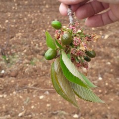 danni causati dal maltempo in agricoltura