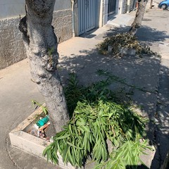Degrado e sporcizia per piazza San Pio X