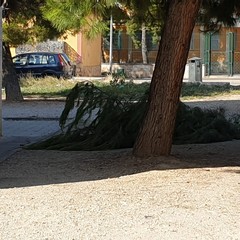 Cade grosso ramo di albero in via Luciani, al quartiere Monticelli