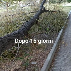 grosso albero caduto in viale Comuni di Puglia