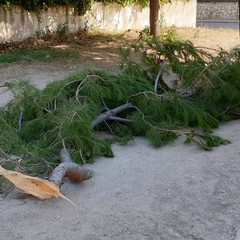 Cade grosso ramo di albero in via Luciani, al quartiere Monticelli