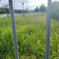 mancata manutenzione del verde a Parco Cardinale Ursi