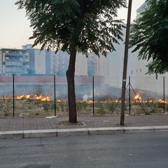 Incendio di sterpaglie nei pressi di via Vecchia Barletta