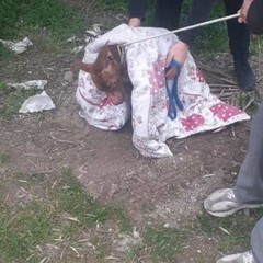 Cucciolo di pitbull abbandonato in via Gentile