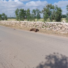 Carogna di cinghiale segnalata sulla strada Vecchia Spinazzola