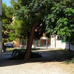 Cade grosso ramo di albero in via Luciani, al quartiere Monticelli