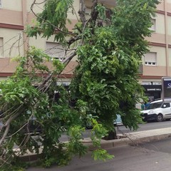 Per il vento forte cadono alberi su via Montegrappa e zona INPS