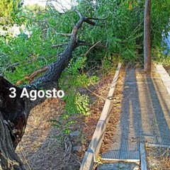 grosso albero caduto in viale Comuni di Puglia